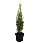 Wacholder 'Blue Arrow' - Juniperus scopulorum 'Blue Arrow'
