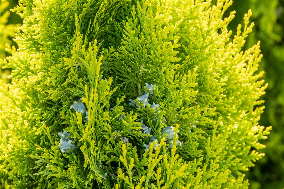 Thuja 'King of Brabant' - Semper Verde Pflanzenzentrum Ullmer GbR