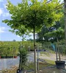 Kaiserlinde 'Pallida' - Tilia europaea 'Pallida' - Formgehölze