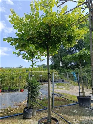 Kaiserlinde 'Pallida' - Tilia europaea 'Pallida' - Formgehölze