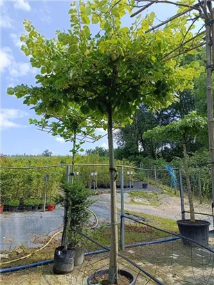 Kaiserlinde 'Pallida' - Tilia europaea 'Pallida' - Formgehölze