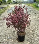 Rote Heckenberberitze - Berberis thunbergii 'Atropurpurea' - Heckenpflanzen