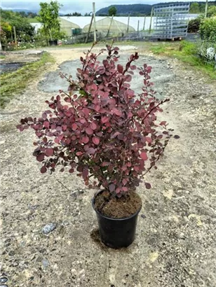 Rote Heckenberberitze - Berberis thunbergii 'Atropurpurea' - Heckenpflanzen
