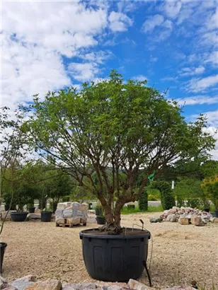 Mönchspfeffer - Vitex agnus-castus