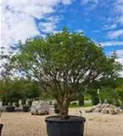 Mönchspfeffer - Vitex agnus-castus