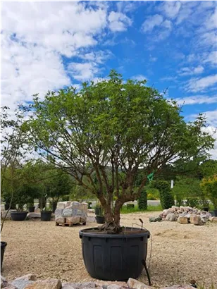 Mönchspfeffer - Vitex agnus-castus