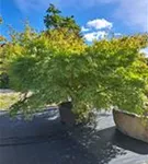 Fächerahorn - Acer palmatum - Unikum