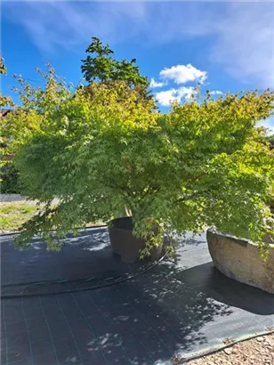 Fächerahorn - Acer palmatum - Unikum