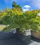 Fächerahorn - Acer palmatum - Unikum