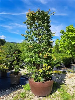 Eisenbaum 'Vanessa' - Parrotia persica 'Vanessa' - Formgehölze
