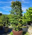 Eisenbaum 'Vanessa' - Parrotia persica 'Vanessa' - Formgehölze Eisenbaum 'Vanessa' - Parrotia persica 'Vanessa' - Formgehölze