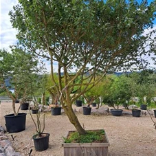 Acer campestre - Unikum, Dach mit Charakter Stamm  Acer campestre - Unikum, Dach mit Charakter Stamm