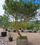 Feldahorn - Acer campestre - Unikum