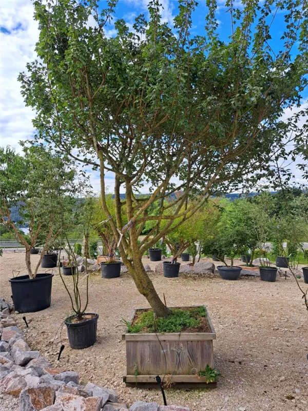Feldahorn - Acer campestre - Unikum