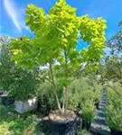 Reichfruchtender Trompetenbaum 'Aurea' - Catalpa bignonioides 'Aurea' - Unikum