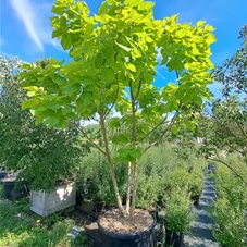 Catalpa bignonioides 'Aurea' - Unikum, mehrstämmig extra Qualität 250- 300