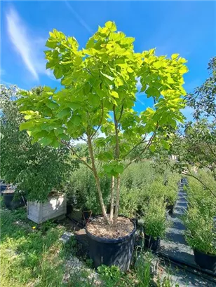 Reichfruchtender Trompetenbaum 'Aurea' - Catalpa bignonioides 'Aurea' - Unikum