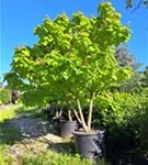 Reichfruchtender Trompetenbaum 'Aurea' - Catalpa bignonioides 'Aurea' - Unikum
