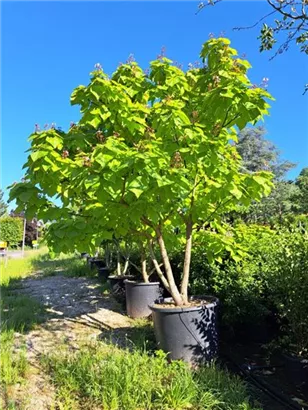 Reichfruchtender Trompetenbaum 'Aurea' - Catalpa bignonioides 'Aurea' - Unikum