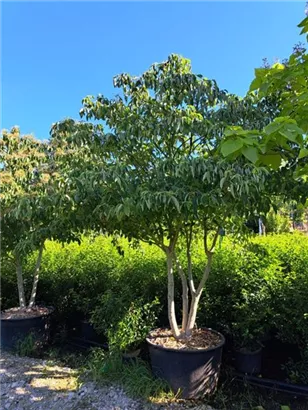 Hoher Etagen-Hartriegel - Cornus controversa - Unikum