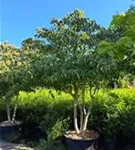 Hoher Etagen-Hartriegel - Cornus controversa - Unikum Hoher Etagen-Hartriegel - Cornus controversa - Unikum