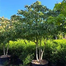Cornus controversa - Unikum, C 110 300- 350 Cornus controversa - Unikum, C 110 300- 350
