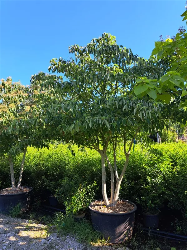 Hoher Etagen-Hartriegel - Cornus controversa - Unikum Hoher Etagen-Hartriegel - Cornus controversa - Unikum