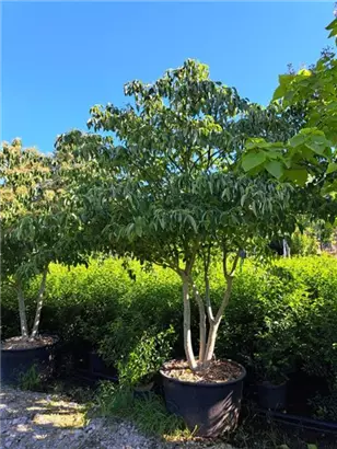 Hoher Etagen-Hartriegel - Cornus controversa - Unikum
