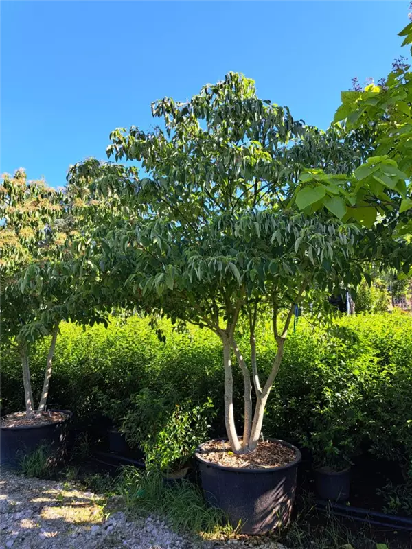 Hoher Etagen-Hartriegel - Cornus controversa - Unikum