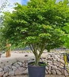 Rotbuche - Fagus sylvatica - Unikum