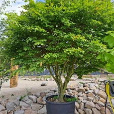 Fagus sylvatica - Unikum, mehrstämmig / Veredlung langsam wachsend 250- 300