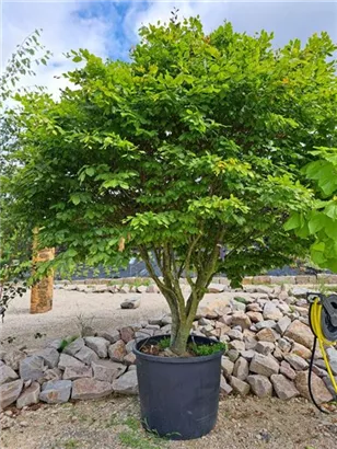 Rotbuche - Fagus sylvatica - Unikum