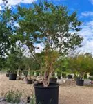 Sieben-Söhne-des-Himmels-Strauch - Heptacodium miconioides