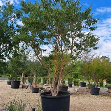 Heptacodium miconioides, mehrstämmig extra Qualität 350- 400