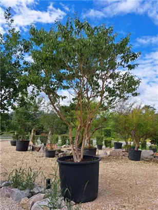 Sieben-Söhne-des-Himmels-Strauch - Heptacodium miconioides