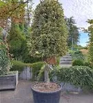 Weißbunte Stechpalme 'Argentea Marginata' - Ilex aquif.'Argentea Marginata'