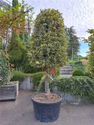 Weißbunte Stechpalme 'Argentea Marginata' - Ilex aquif.'Argentea Marginata'