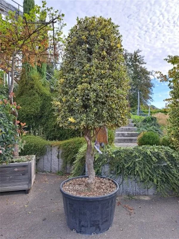 Weißbunte Stechpalme 'Argentea Marginata' - Ilex aquif.'Argentea Marginata'