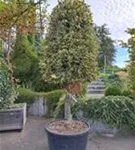Weißbunte Stechpalme 'Argentea Marginata' - Ilex aquif.'Argentea Marginata'