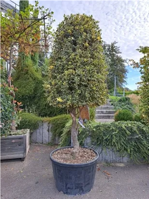 Weißbunte Stechpalme 'Argentea Marginata' - Ilex aquif.'Argentea Marginata'