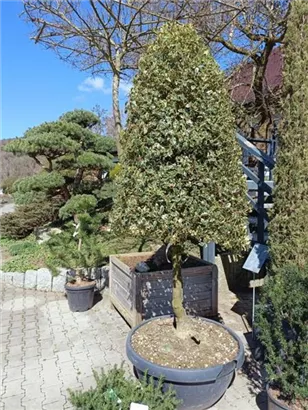 Weißbunte Stechpalme 'Argentea Marginata' - Ilex aquif.'Argentea Marginata'