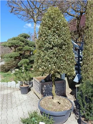 Weißbunte Stechpalme 'Argentea Marginata' - Ilex aquif.'Argentea Marginata'