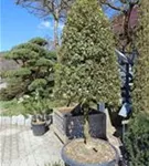 Weißbunte Stechpalme 'Argentea Marginata' - Ilex aquif.'Argentea Marginata'