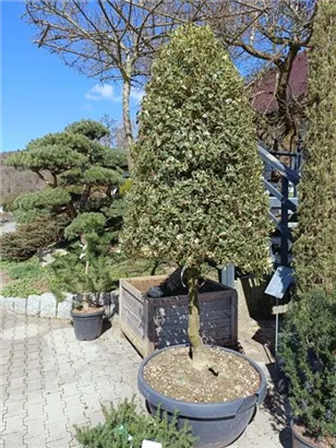 Weißbunte Stechpalme 'Argentea Marginata' - Ilex aquif.'Argentea Marginata'