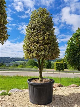 Weißbunte Stechpalme 'Argentea Marginata' - Ilex aquif.'Argentea Marginata'