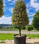 Weißbunte Stechpalme 'Argentea Marginata' - Ilex aquif.'Argentea Marginata'
