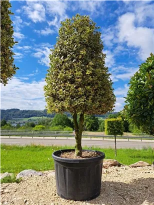 Weißbunte Stechpalme 'Argentea Marginata' - Ilex aquif.'Argentea Marginata'