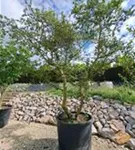 Ulme 'Jacqueline Hillier' - Ulmus hollandica 'Jacqueline Hillier'