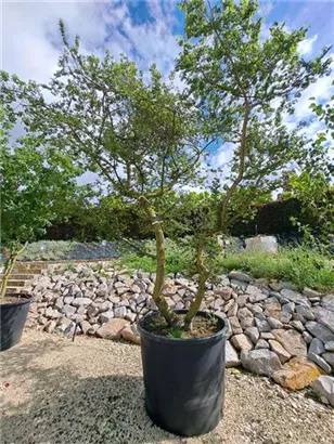 Ulme 'Jacqueline Hillier' - Ulmus hollandica 'Jacqueline Hillier'