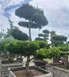 Fruchtende Bechereibe - Taxus media 'Hicksii' - Bonsai